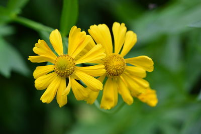 Close-up of yellow flowering plant