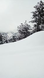 Snow covered pine trees against sky