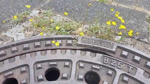 High angle view of flowering plants on road