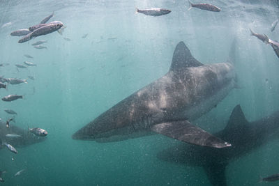 Fish swimming in sea