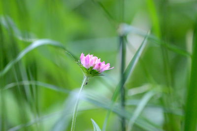 Close-up of pink flowering plant