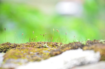 Close-up of moss on rock