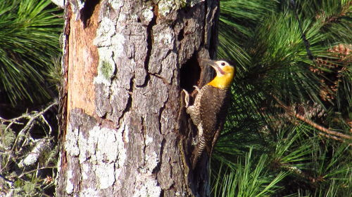 Close-up of bird perching on tree trunk