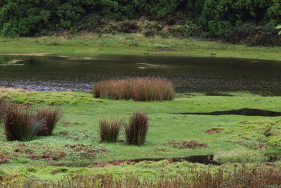 Scenic view of lake