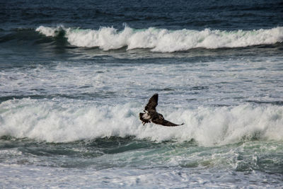 Man swimming in sea