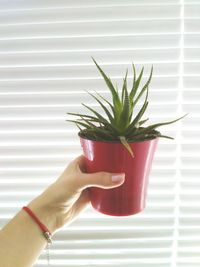 Close-up of hand holding plant