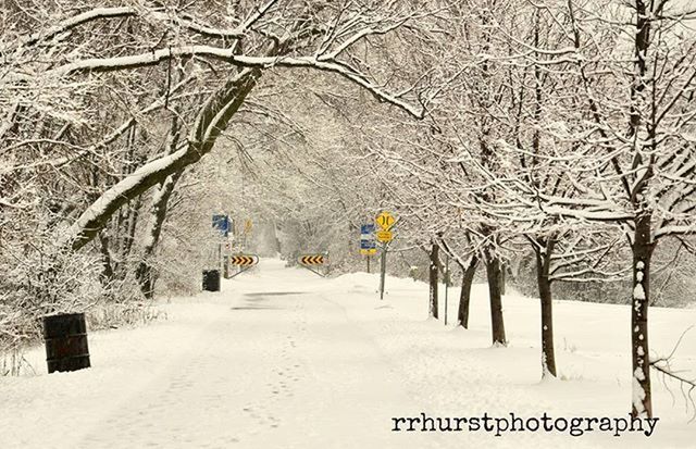 snow, winter, tree, cold temperature, the way forward, season, tranquility, nature, bare tree, tranquil scene, covering, beauty in nature, branch, diminishing perspective, tree trunk, weather, landscape, road, scenics, outdoors