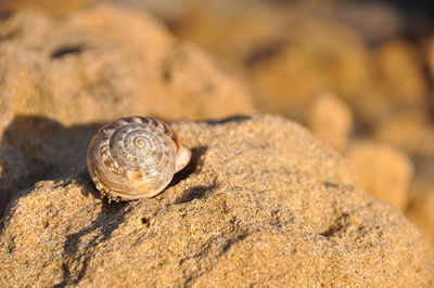 Close-up of shells on rock