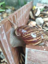 Close-up of snail on land