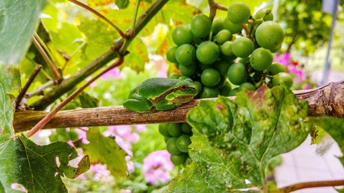 Close-up of frog by fruit bunch