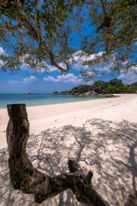 Driftwood on beach against sky