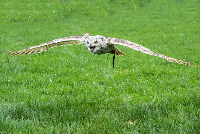 Close-up of bird on grass