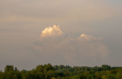 Scenic view of trees against sky