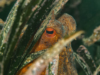 Close-up of insect on tree trunk