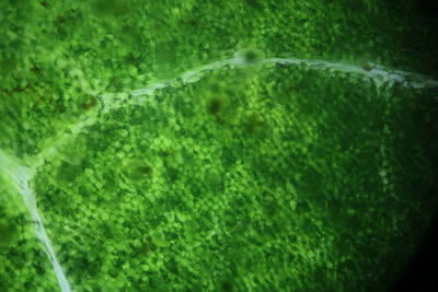 Full frame shot of wet leaf