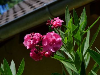 Close-up of pink flowering plant