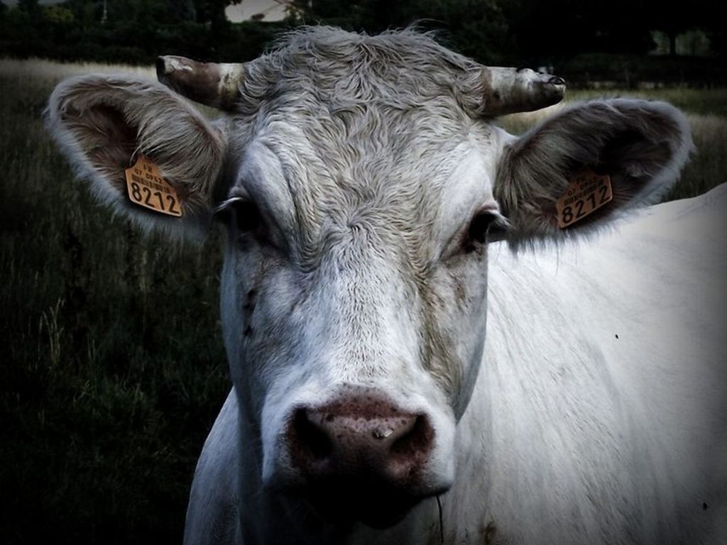 animal themes, mammal, domestic animals, portrait, one animal, looking at camera, close-up, animal head, livestock, field, focus on foreground, front view, cow, outdoors, two animals, dog, day, animal body part, no people, pets