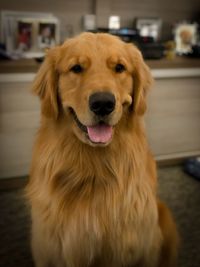 Close-up portrait of golden retriever at home