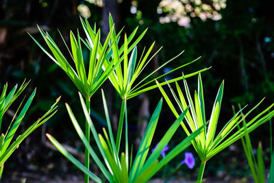 Close-up of plants growing on field