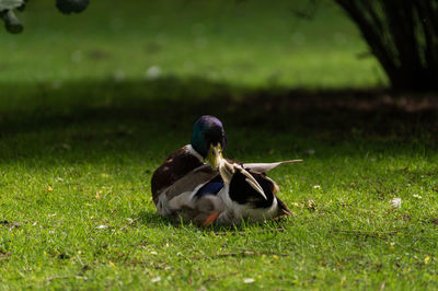 Mallard duck preening while sitting on grassy field