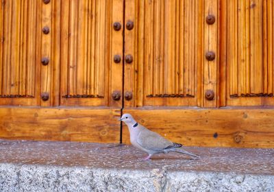 Bird perching on wall