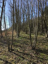 Bare trees in forest