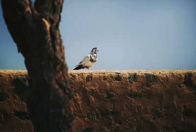 Low angle view of eagle perching on tree against sky