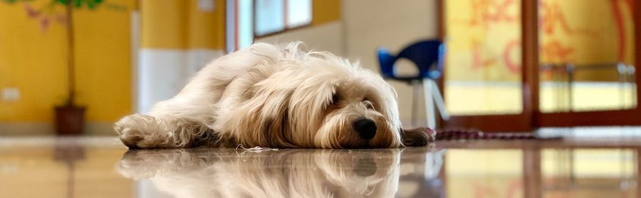 Dog resting on floor at home