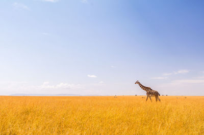 Scenic view of giraffe in field