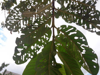 Low angle view of leaves against sky