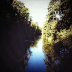 Reflection of trees in water