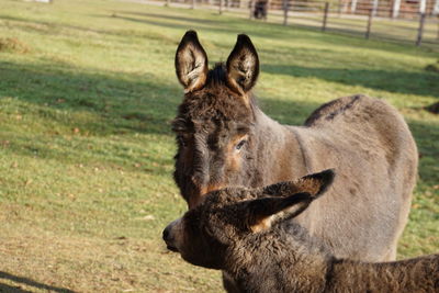 Close-up of donkey on field
