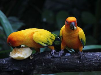 Close-up of parrot perching on yellow leaf