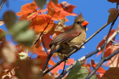 Low angle view of bird perching on branch