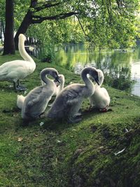 Swans in water