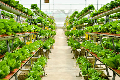 Potted plants in greenhouse