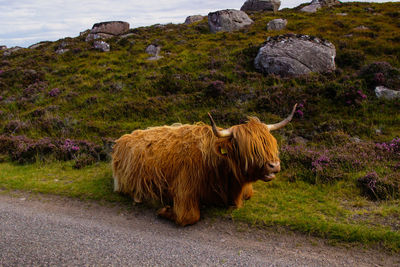 Herd of red brown scottish highlanders in a natural autumn landscape.