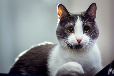 Close-up portrait of cat