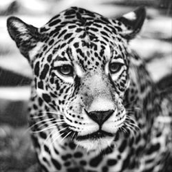 Close-up portrait of a cat