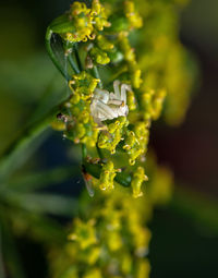 Close-up of yellow flowering plant on field