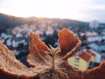 Close-up of orange peel in garbage dump