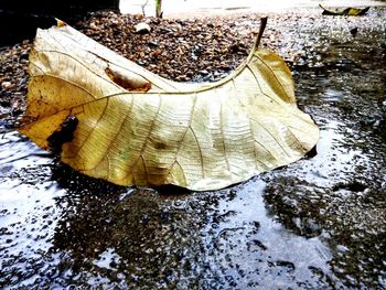 High angle view of wet leaves in puddle