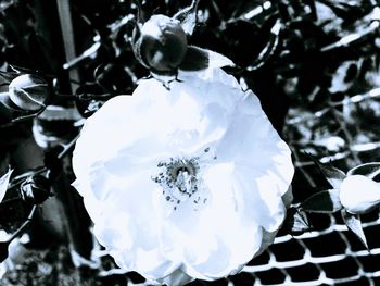 Close-up of white rose on snow