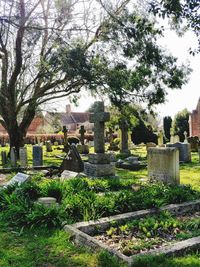 Trees growing in cemetery