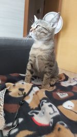 Close-up of a cat looking away