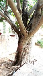 Close-up of tree trunk