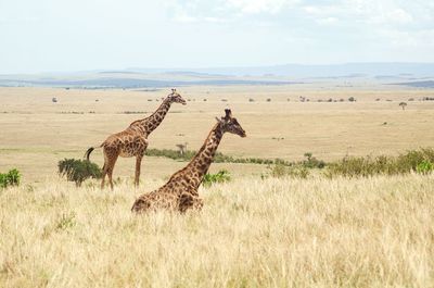 Giraffe in a field