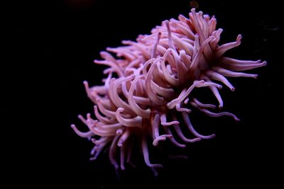 Close-up of tropical flower against black background 