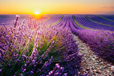 Purple flowering plants on field against romantic sky at sunset