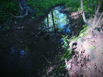 Reflection of trees in water